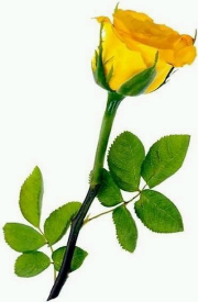 yellow rose