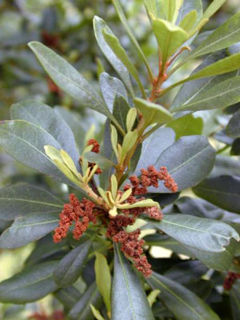 BayberryMyrica.jpg