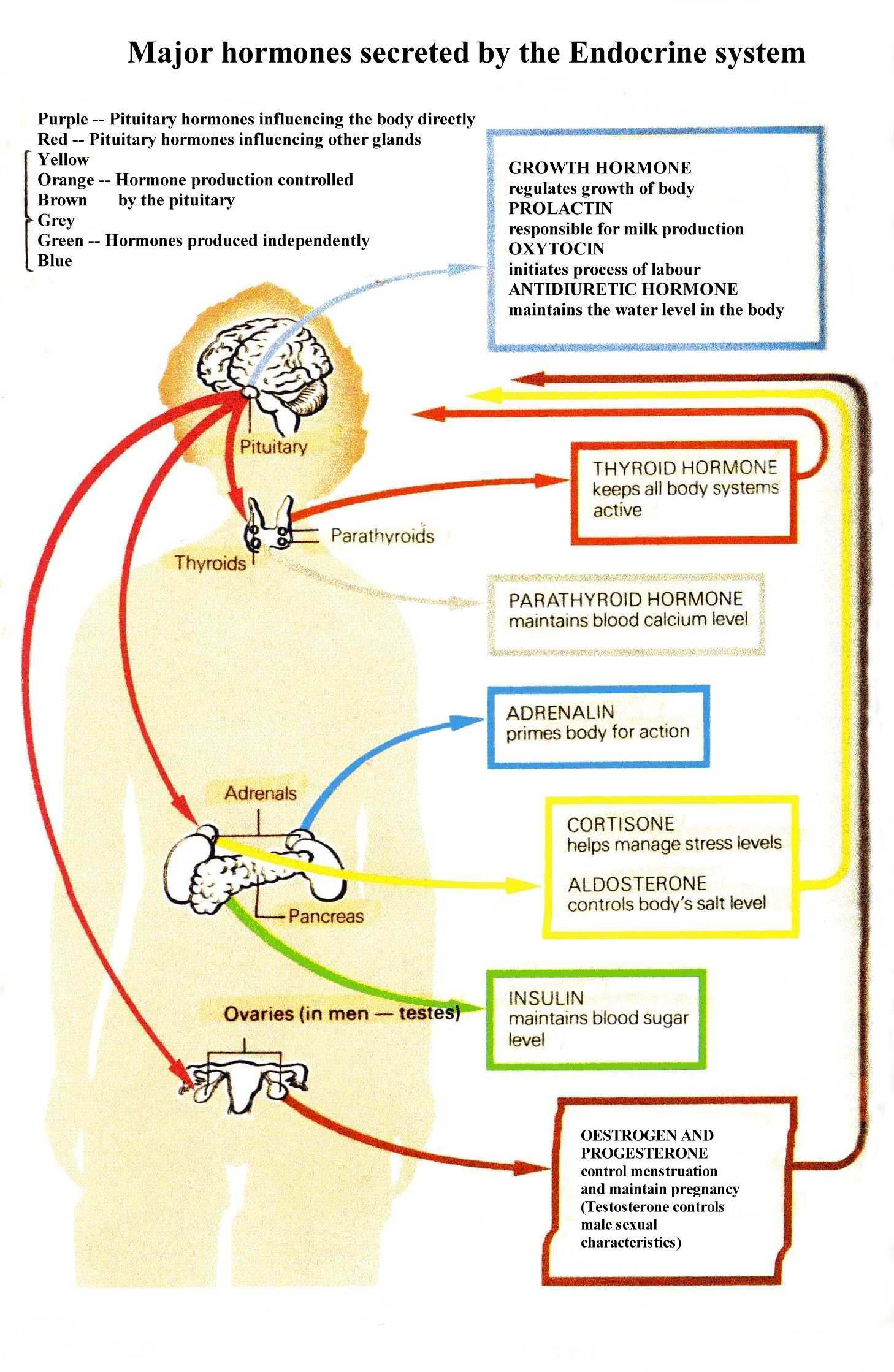 The Endocrine Glands