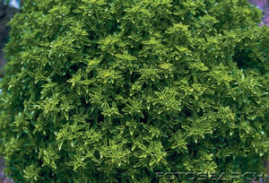 basil_ocimum_basilicum.jpg